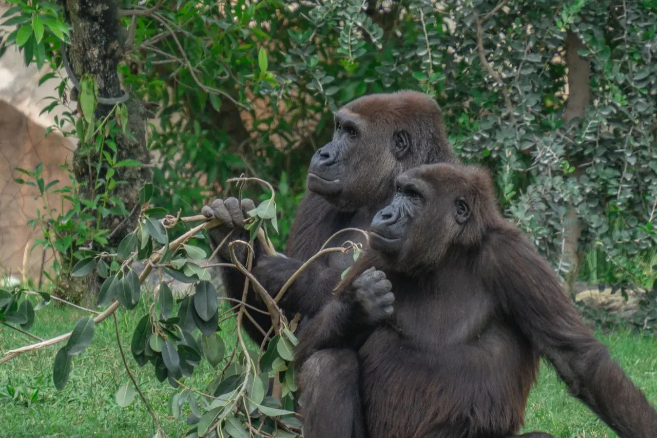 Two gorillas sitting together in a lush green environment, observing their surroundings.