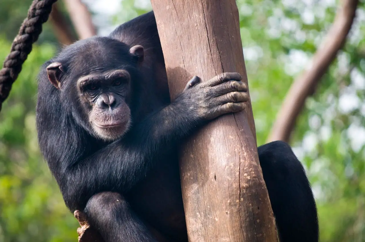 A chimpanzee is seen climbing a tree, showcasing its natural habitat and behavior.